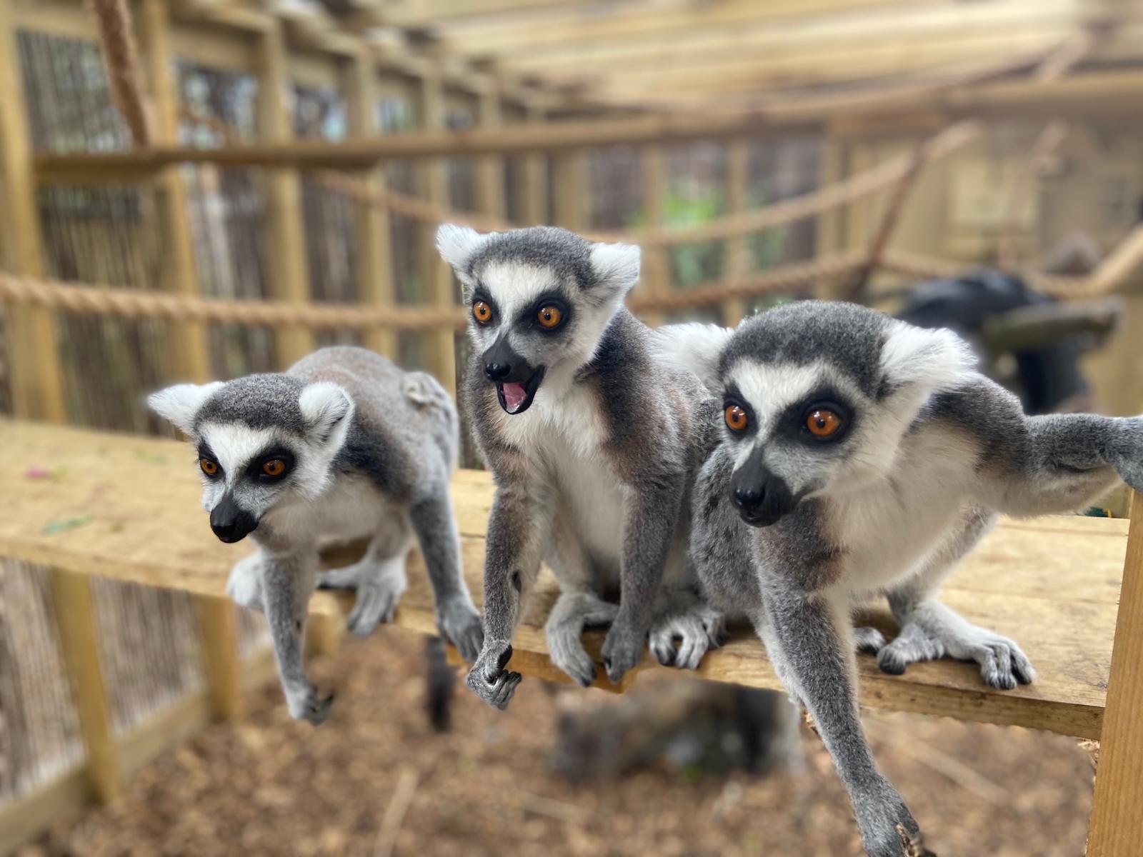 Cheeky Lemurs