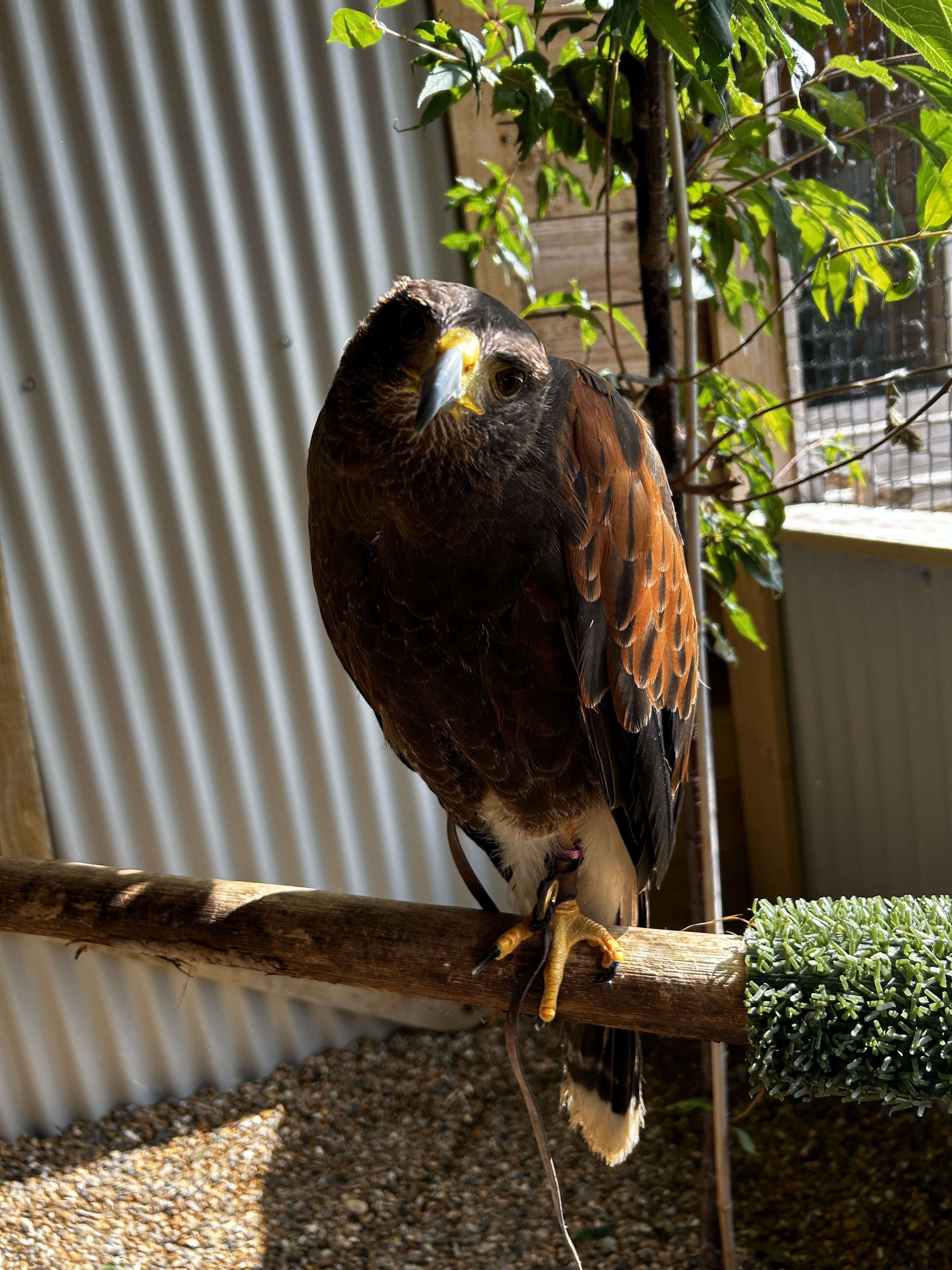 Twitch Harris Hawk