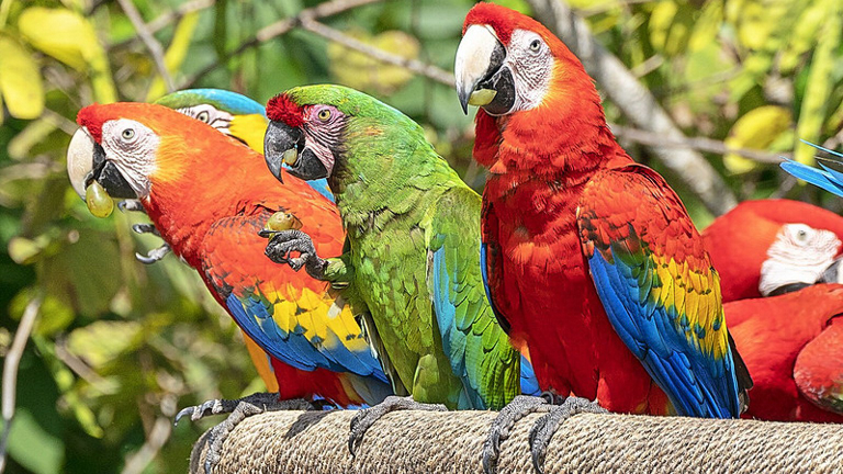 Macaws