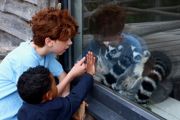 Lemur Toddlers