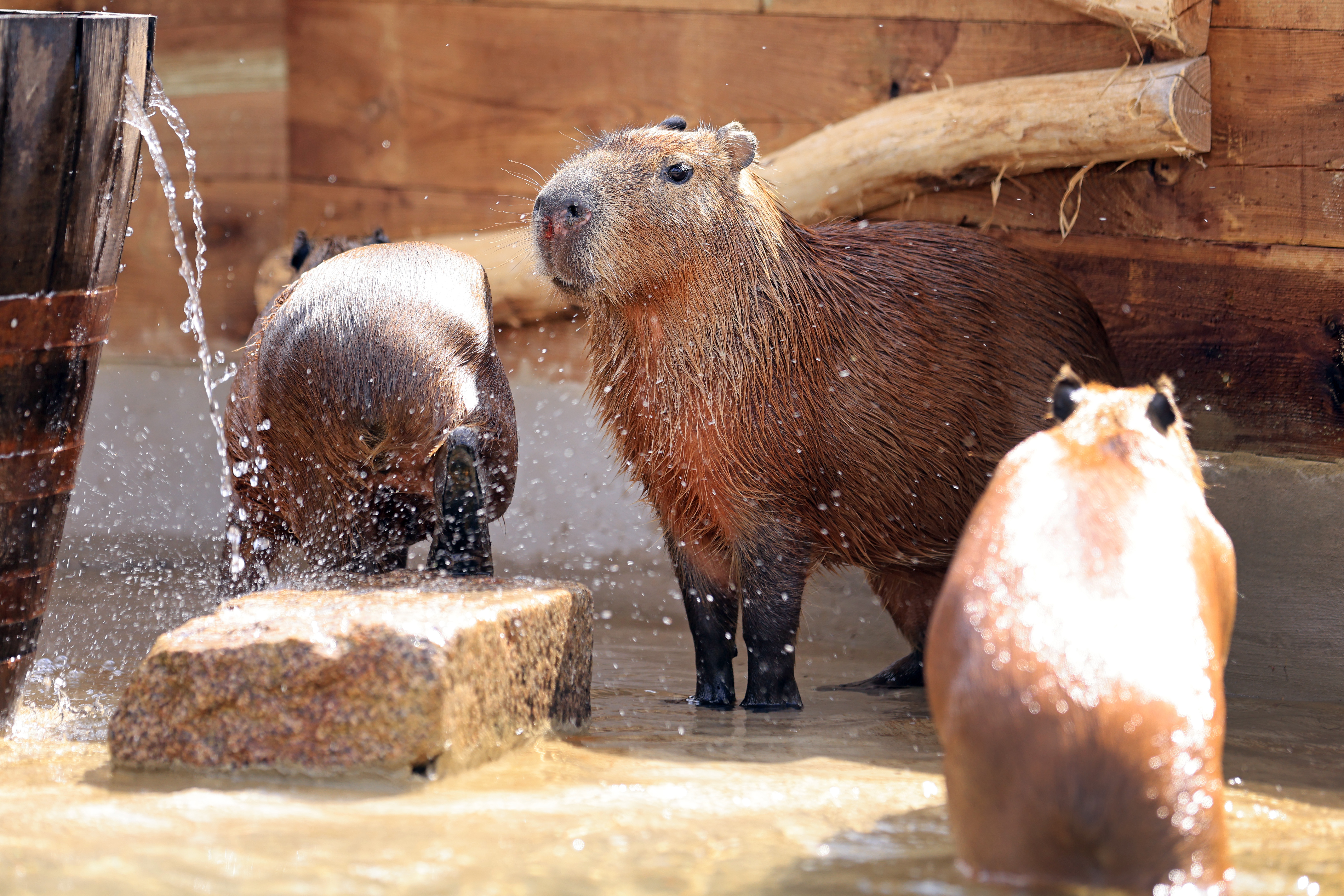 Three capybaras standing by their shelter being showered by water