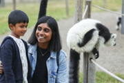 FOX21043 Lemur