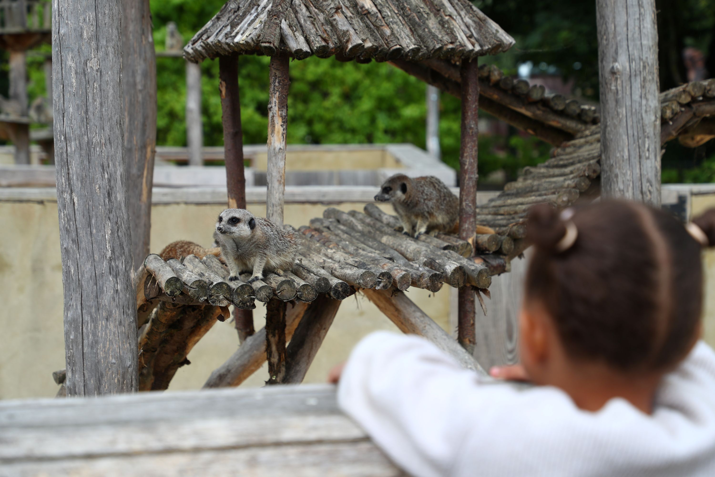 Toddler watching meerkats at Hobbledown Heath in Hounslow