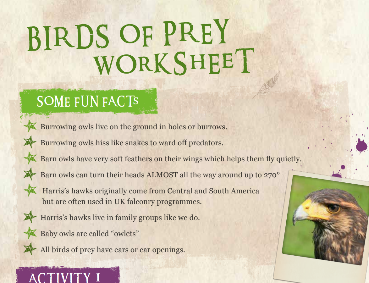 Birdsofpreyworksheet