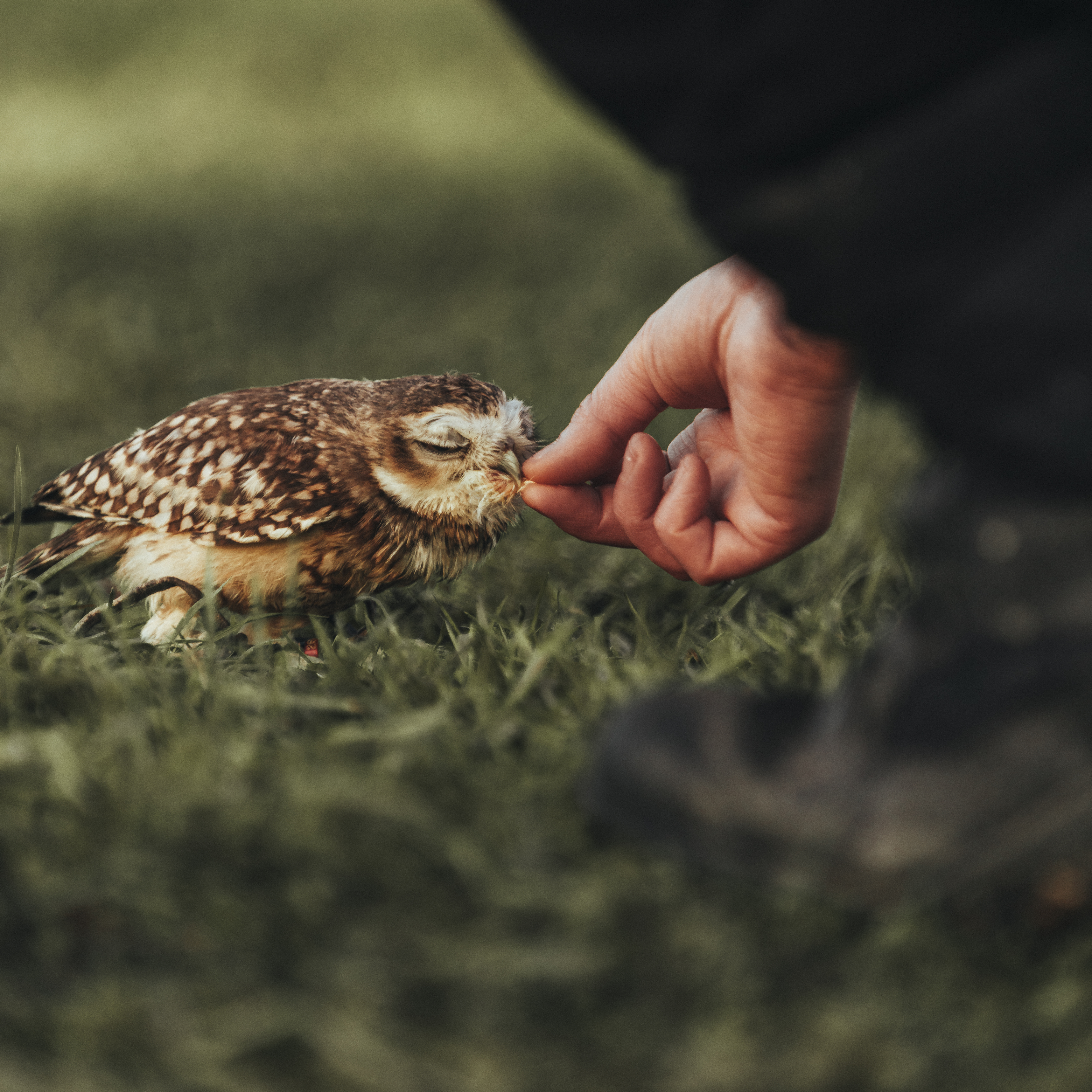 Owl