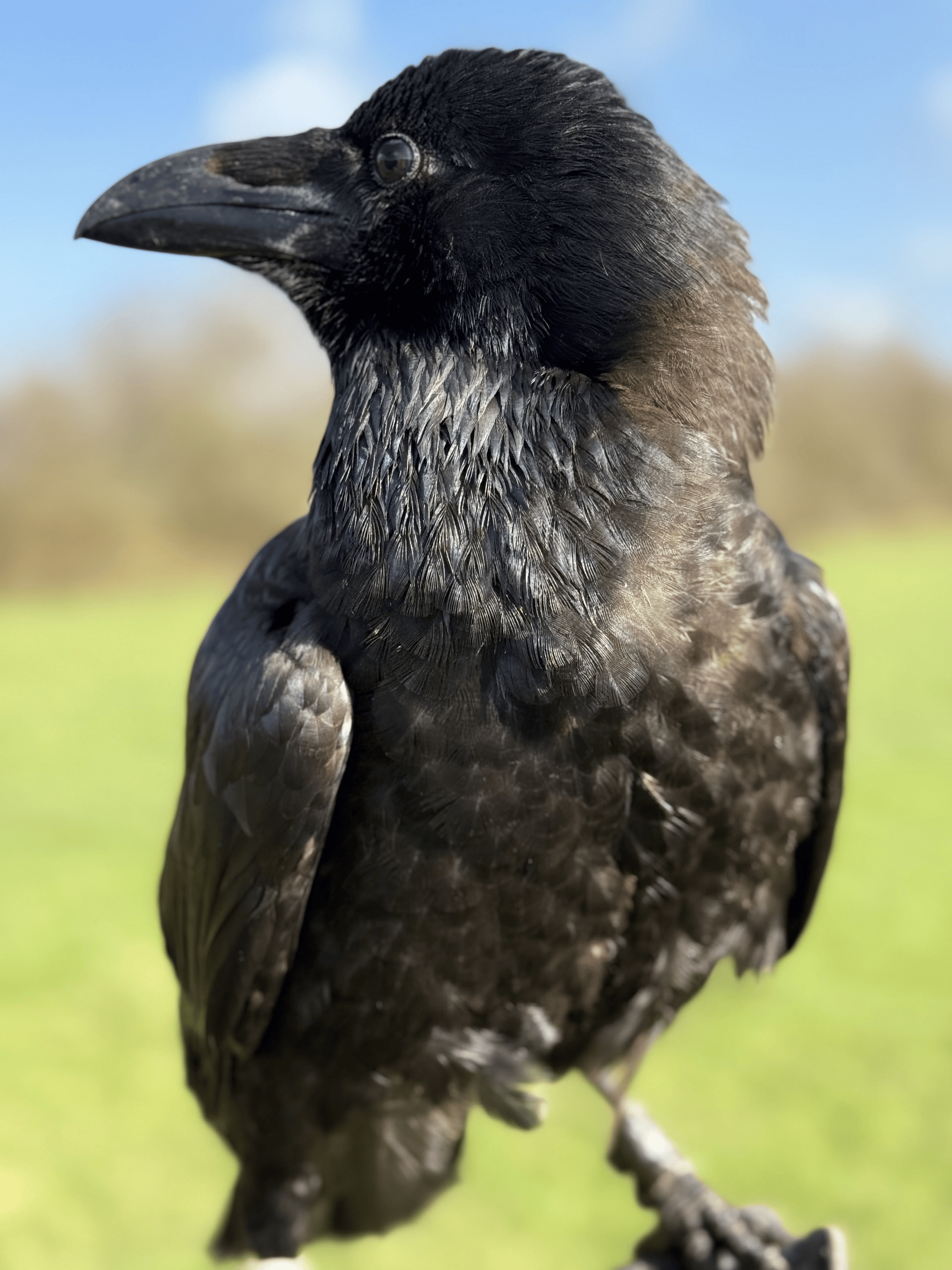 Apollo Raven