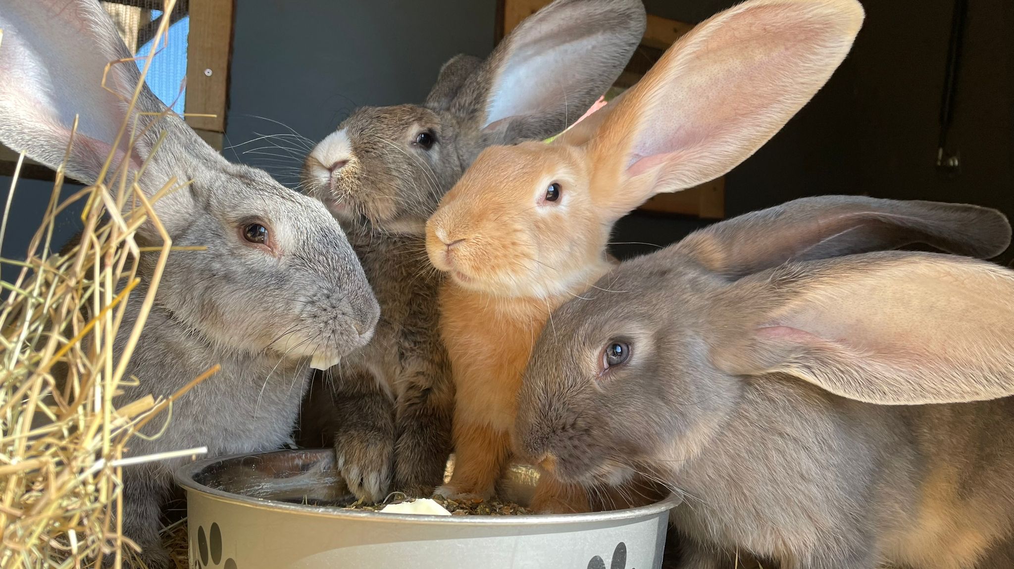 Rabbits