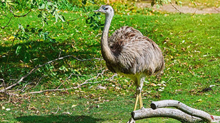 Rhea Hobbledown Epsom