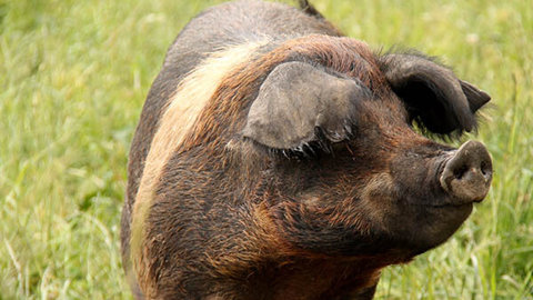 Pigs