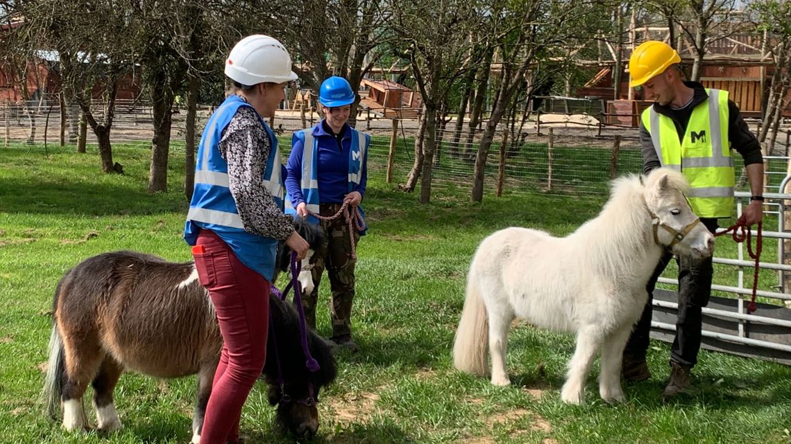 Miniature Horses Have Arrived