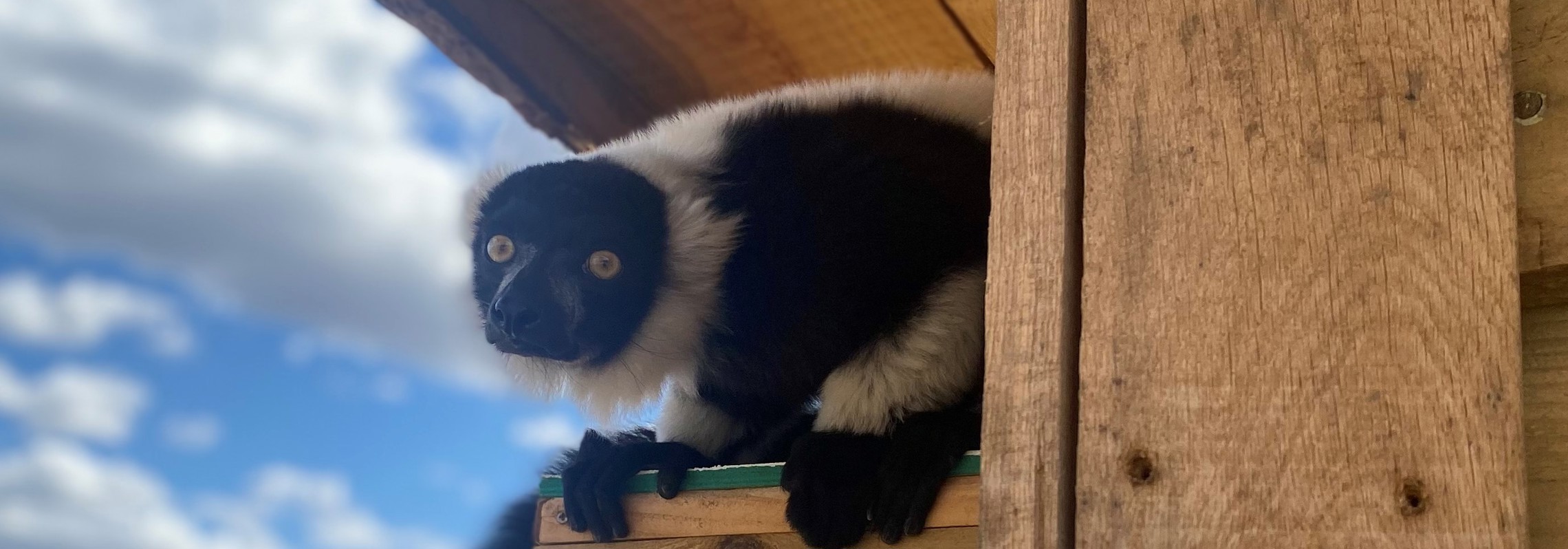 Lemur Ring Tail