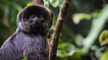 Goeldi S Monkey Singapore Zoo 39077436134 (1)