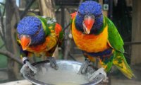 Hobbledown Lorikeets