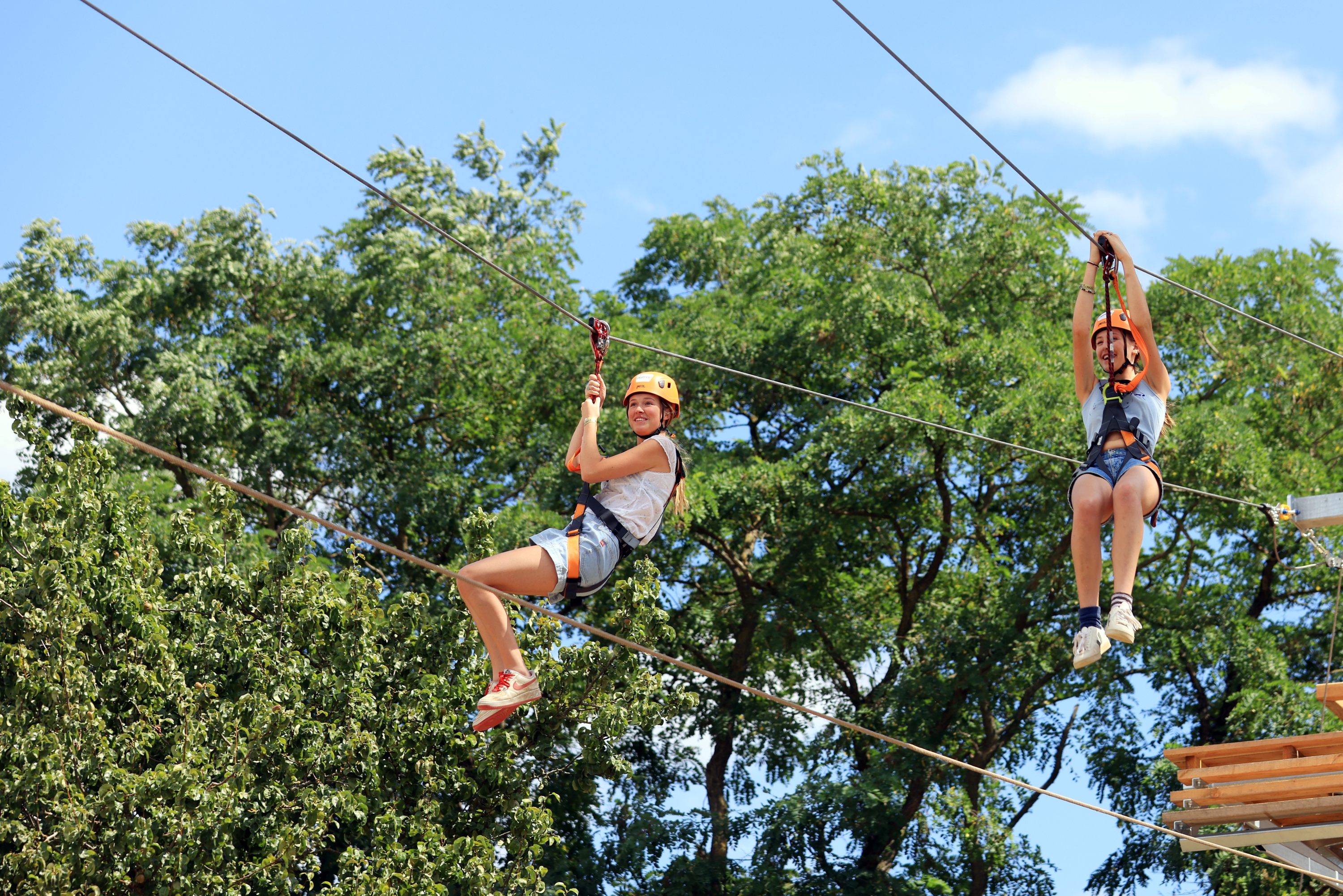 Trees Zip