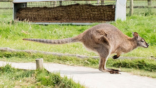 Wallaby Hobbledown Epsom