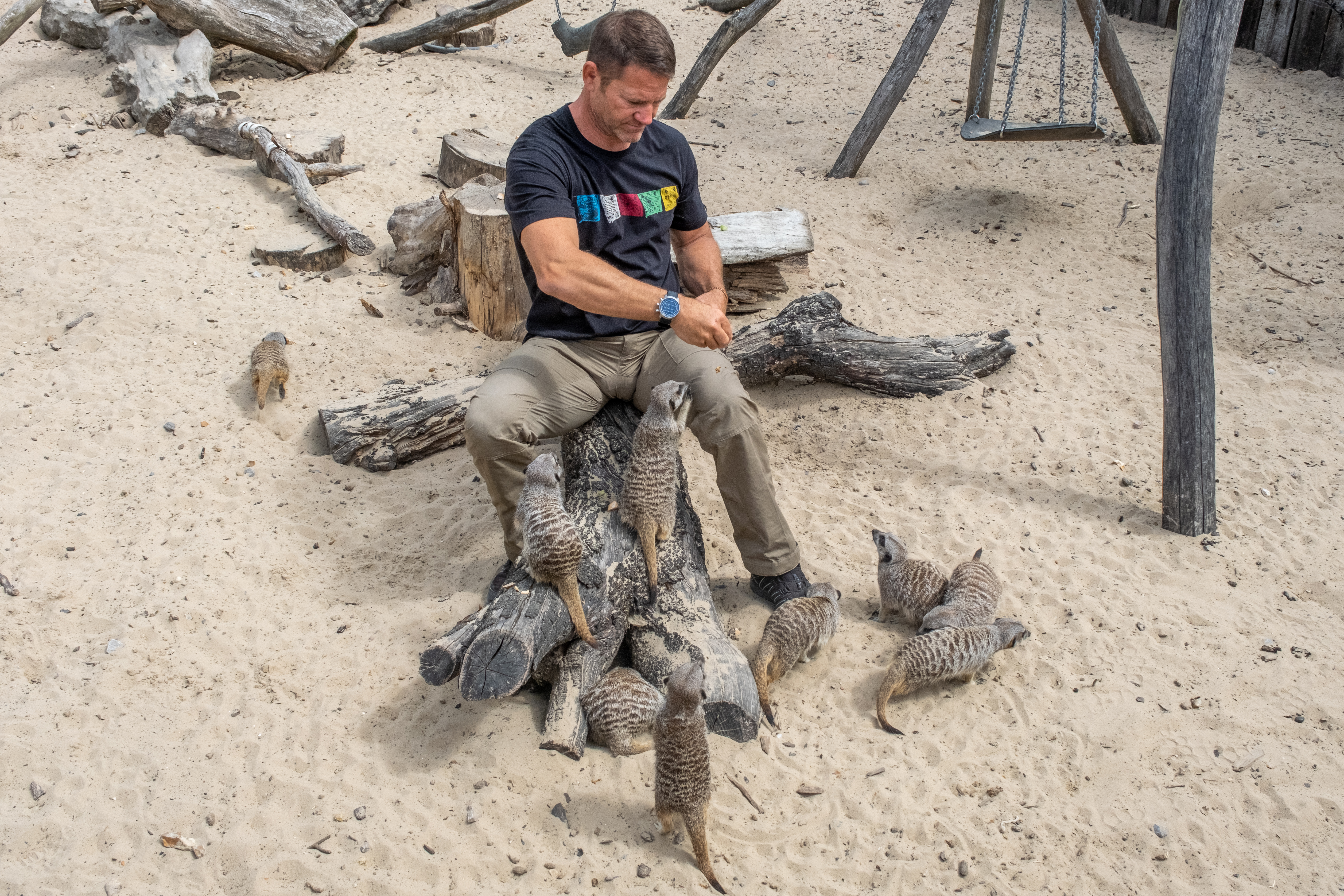 Steve And Meerkats