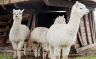 Llamas Hobbledown Epsom