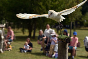 HULABALOO 004