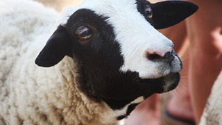 Sheep Hobbledown Epsom