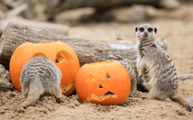 Meerkats