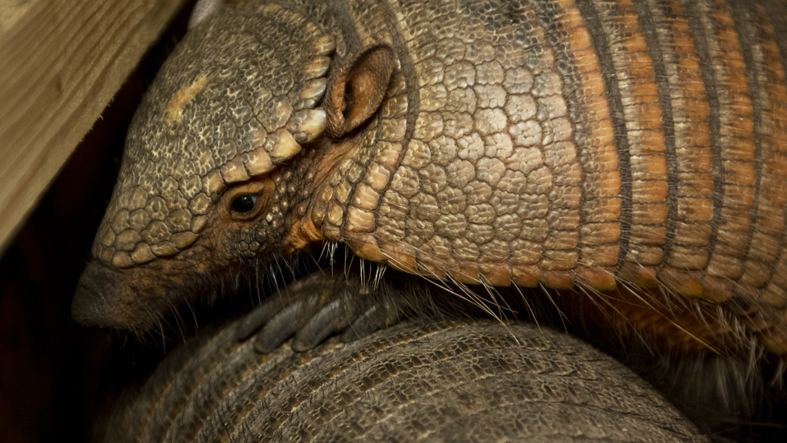 Armadillos 02