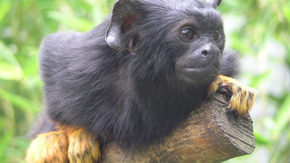 Saguinus Midas Flk24863753