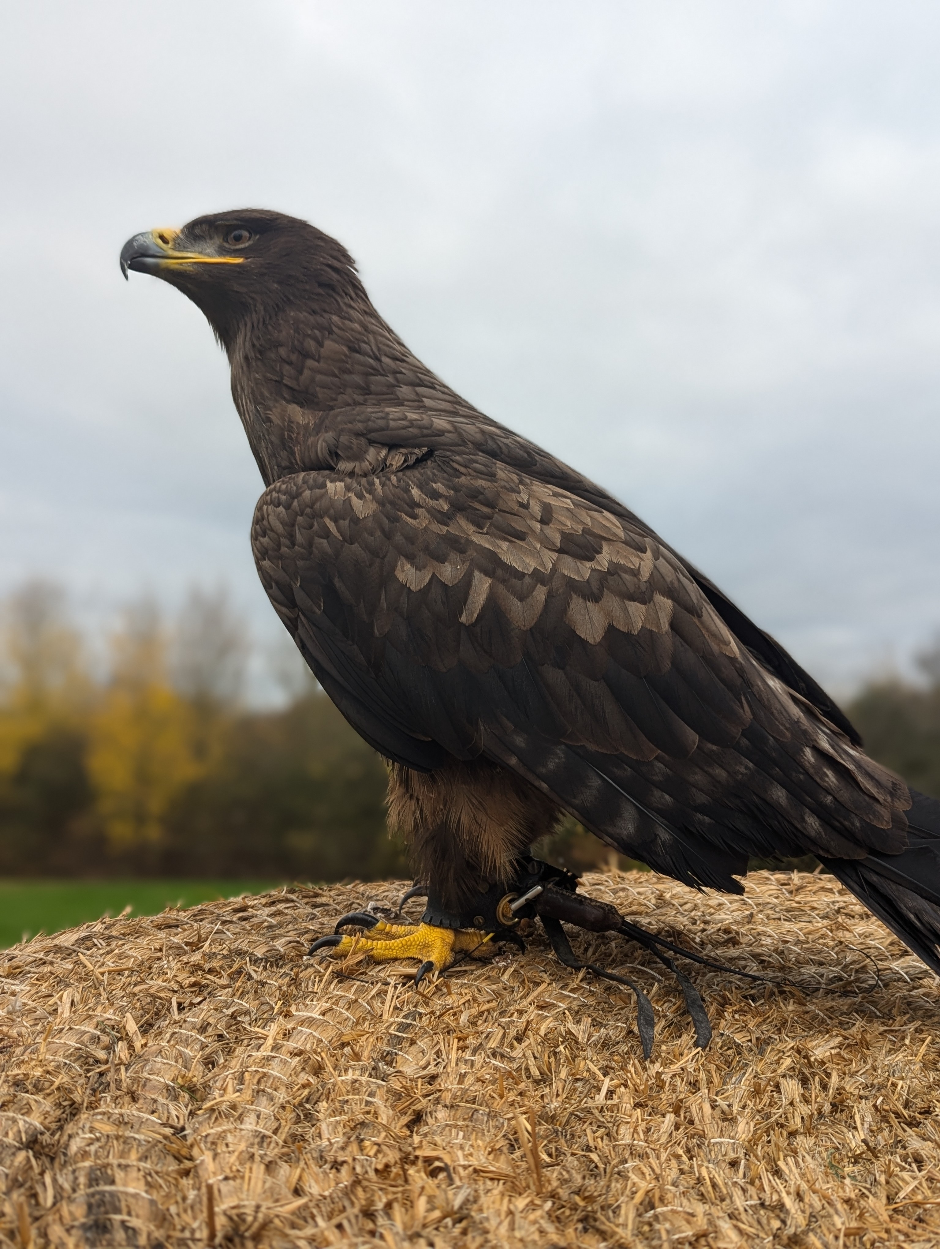 Buckbeak