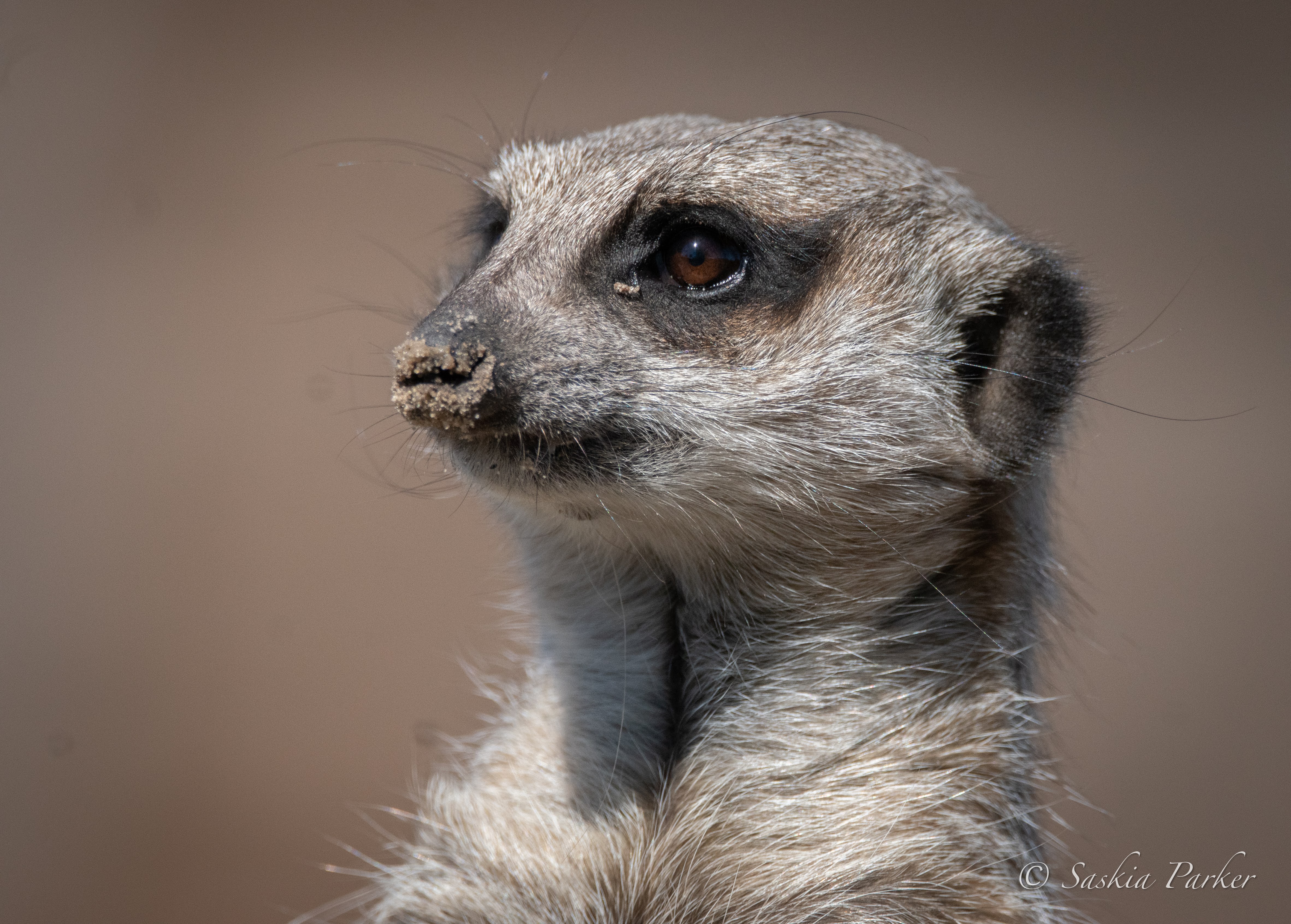 Meerkat
