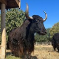 Yak
