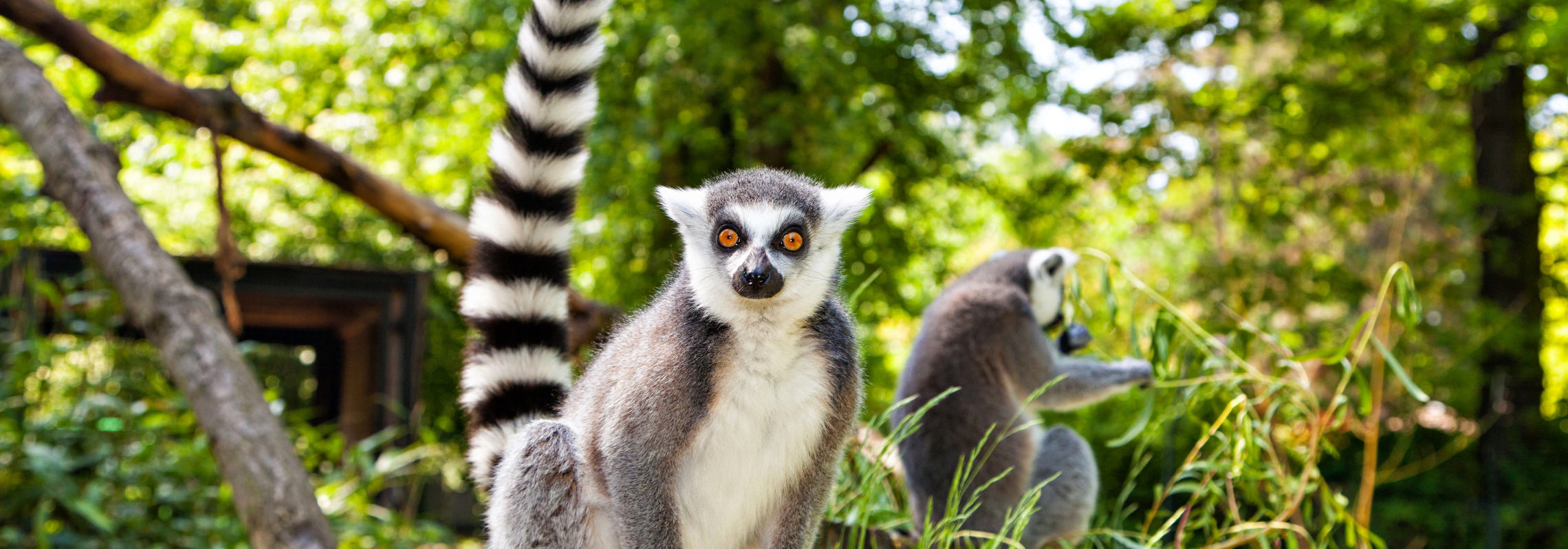Nice Lemurs